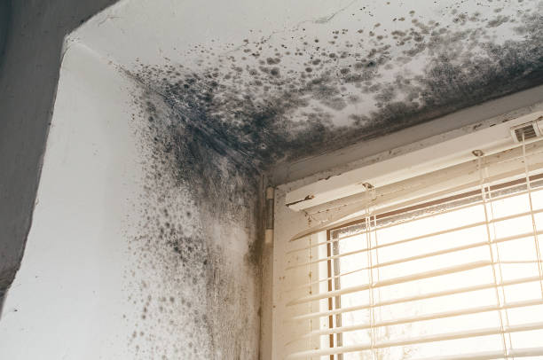 Affordable Mold Removal solutions in Conshohocken, PA
